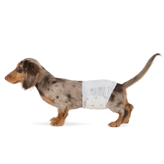 Amazon Basics Absorbent, Leakproof Male Dog Wrap Disposable Diapers with Wetness Indicator, Breathable, Small, White, 50-Pack