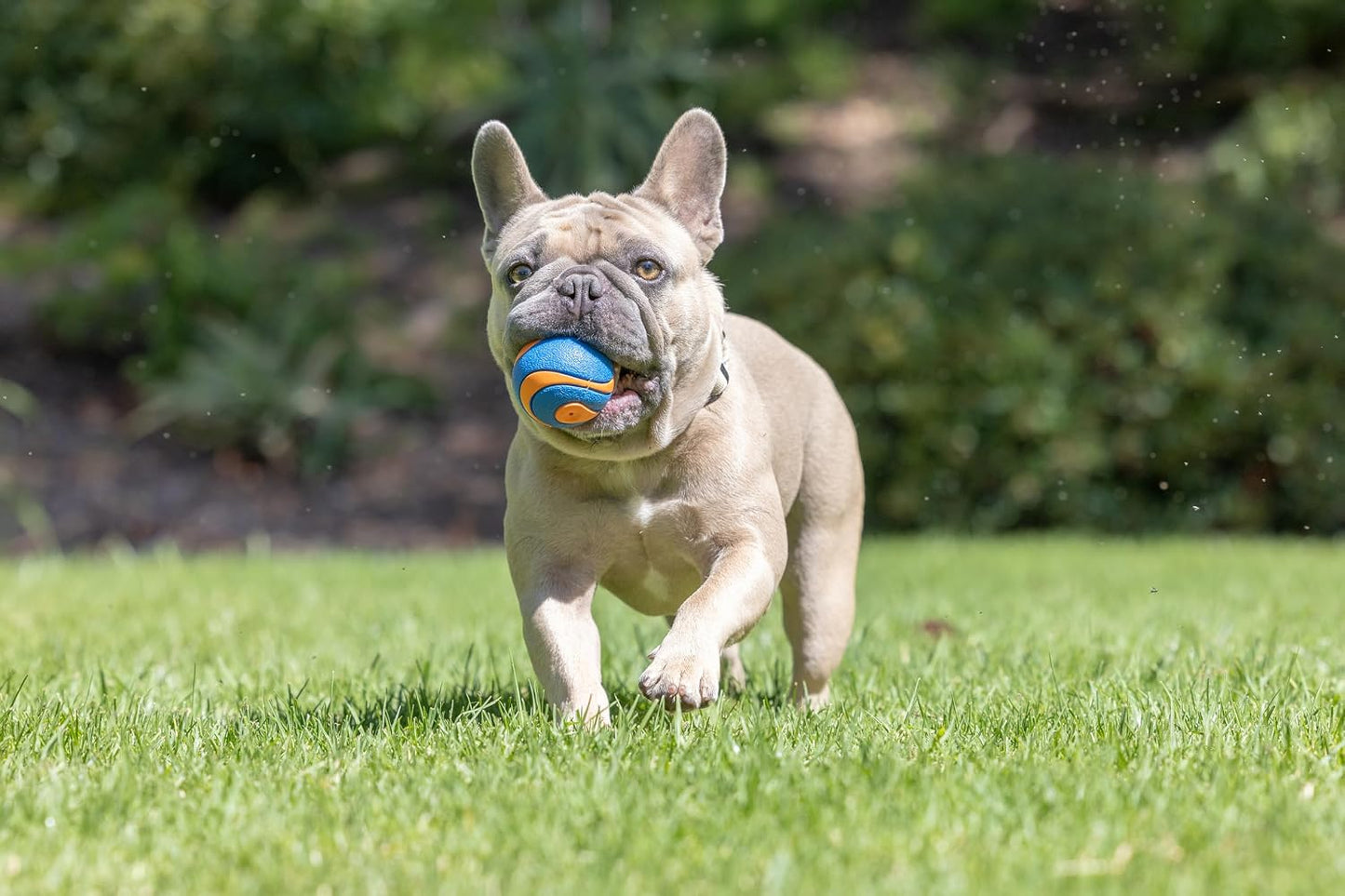 Chuckit! Ultra Squeaker Fetch Balls for Dogs, Floats, Medium 2.5in, 2 Pack
