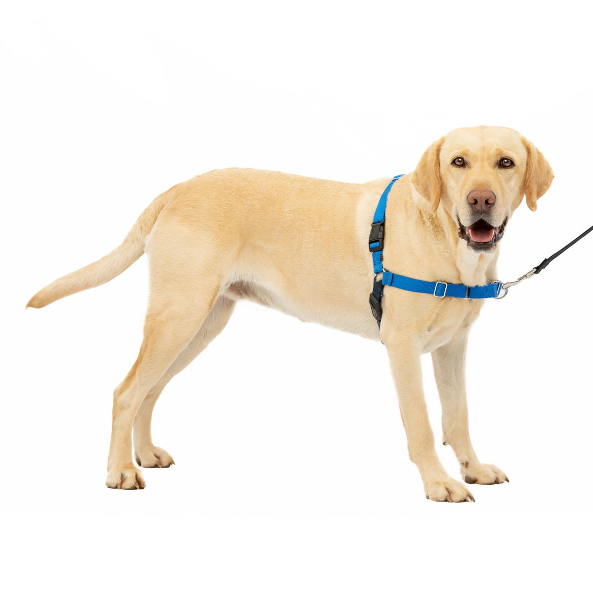 PetSafe Easy Walk Harness, No Pull Dog Harness, Raspberry, Medium/Large