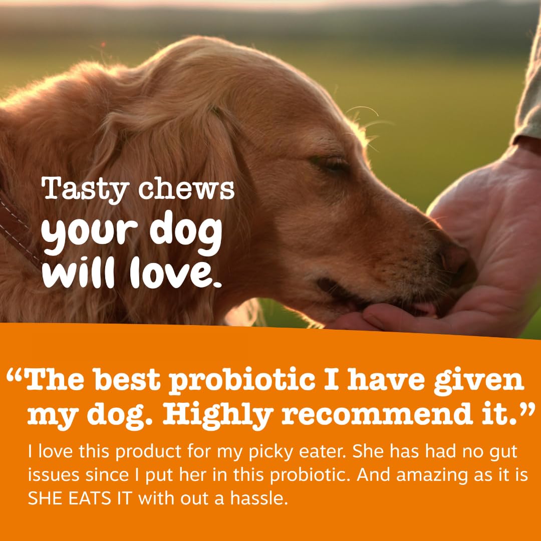 Zesty Paws Probiotics for Dogs - Gut Health Soft Chews, Pumpkin, 90 Ct