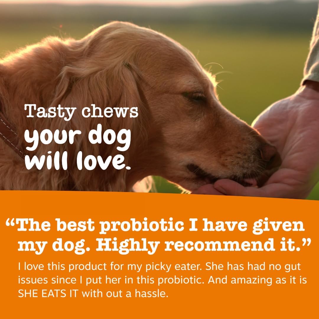 Zesty Paws Probiotics for Dogs - Gut Health Soft Chews, Pumpkin, 90 Ct