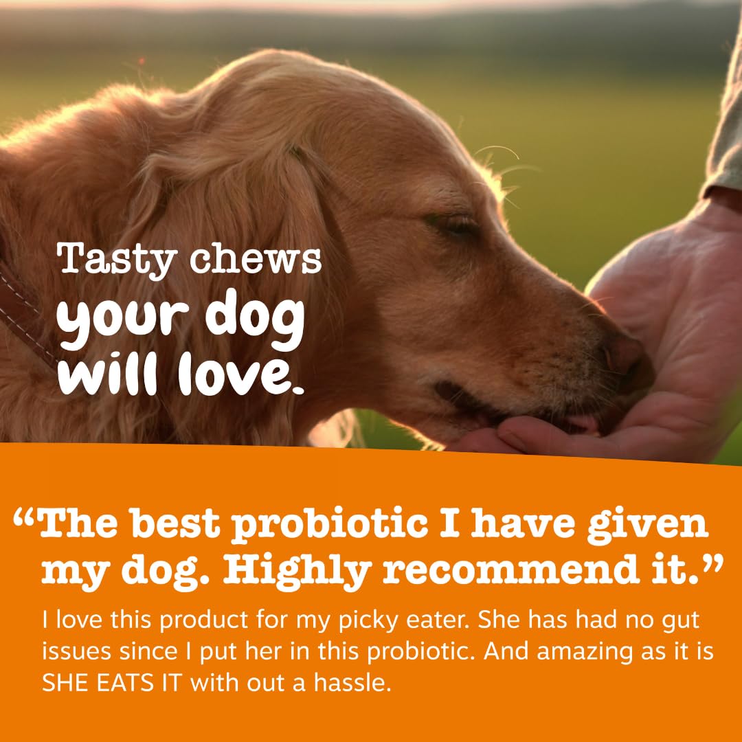 Zesty Paws Probiotics for Dogs - Gut Health Soft Chews, Pumpkin, 90 Ct