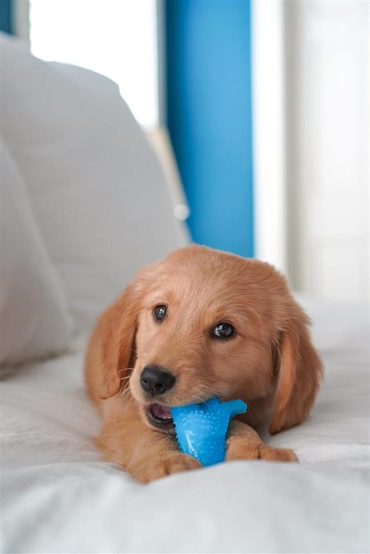 Nylabone New Puppy Starter Kit, Puppy Teething Toys, 3 Pack, Blue