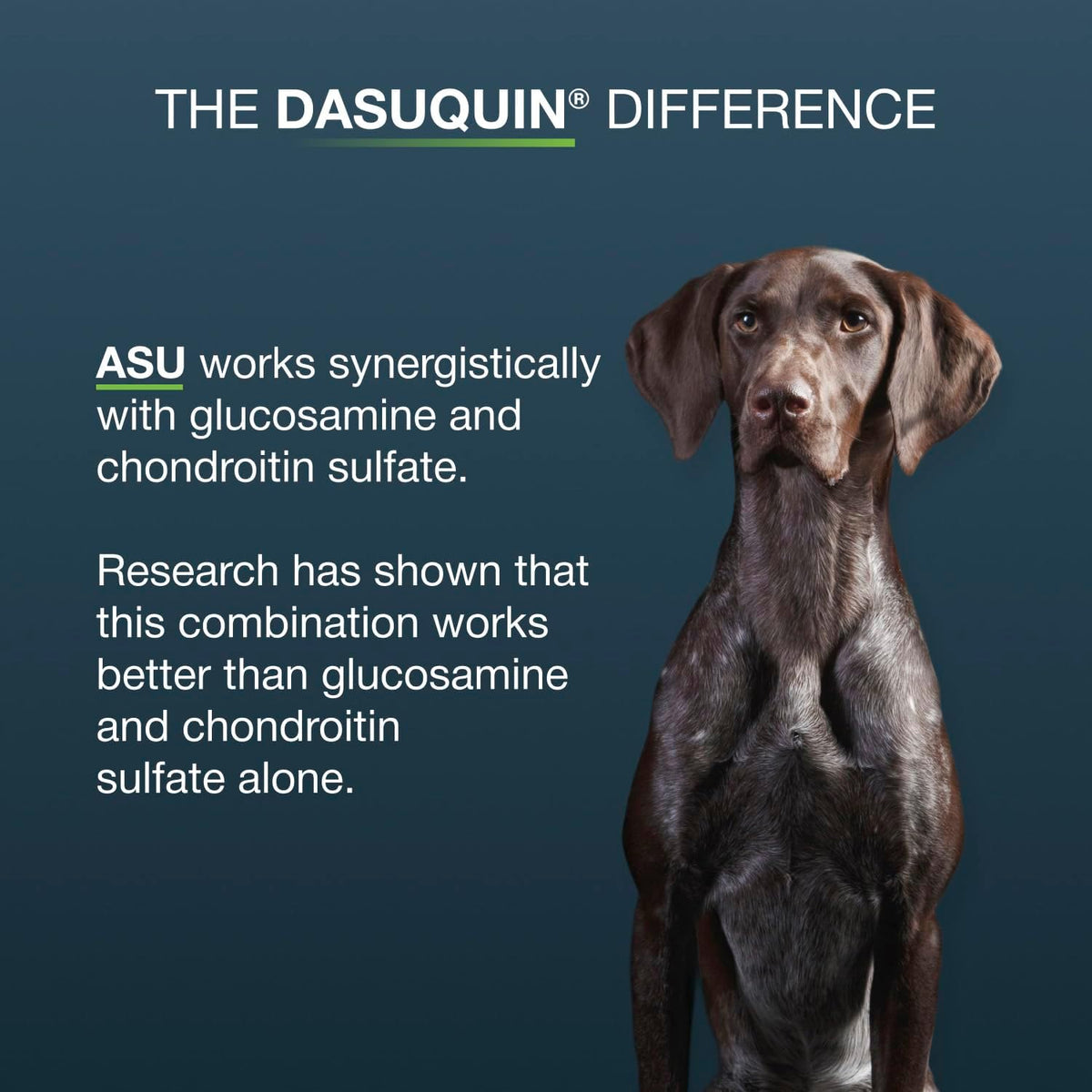Nutramax Dasuquin MSM Joint Supplement for Large Dogs, Soft Chews, 84ct