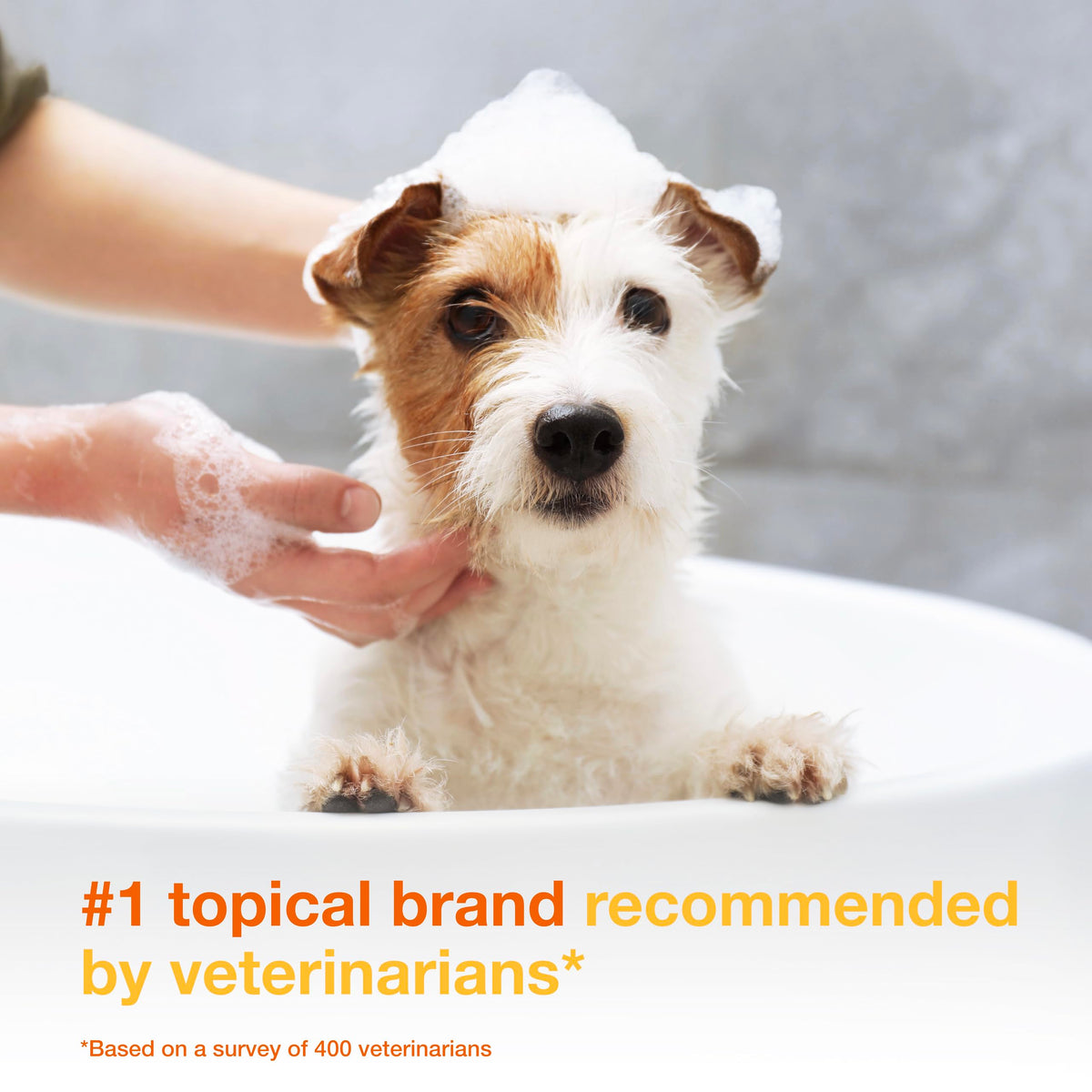 Douxo S3 PYO Medicated Dog Shampoo with 3% Chlorhexidine for Dogs – Antibacterial & Antiseptic Yeast Infection Treatment For Dogs & Cats, Clinically Proven, 6.7 fl oz
