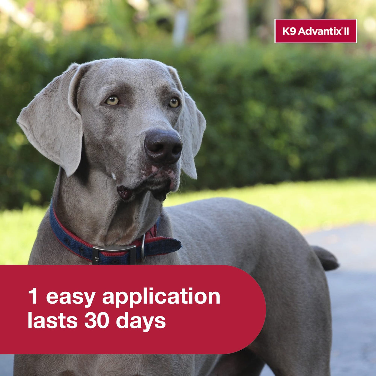 K9 Advantix II Flea & Tick Topical for Extra Large Dogs Over 55 lbs., 6ct