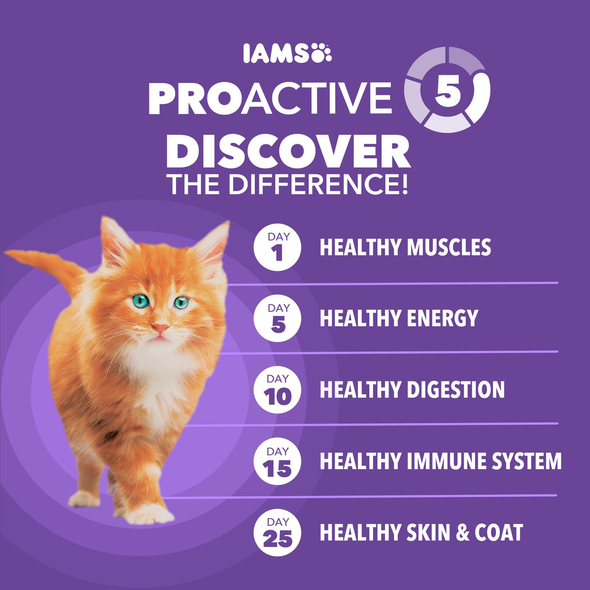 IAMS Proactive Health Healthy Kitten Dry Cat Food, Salmon, 7 lb