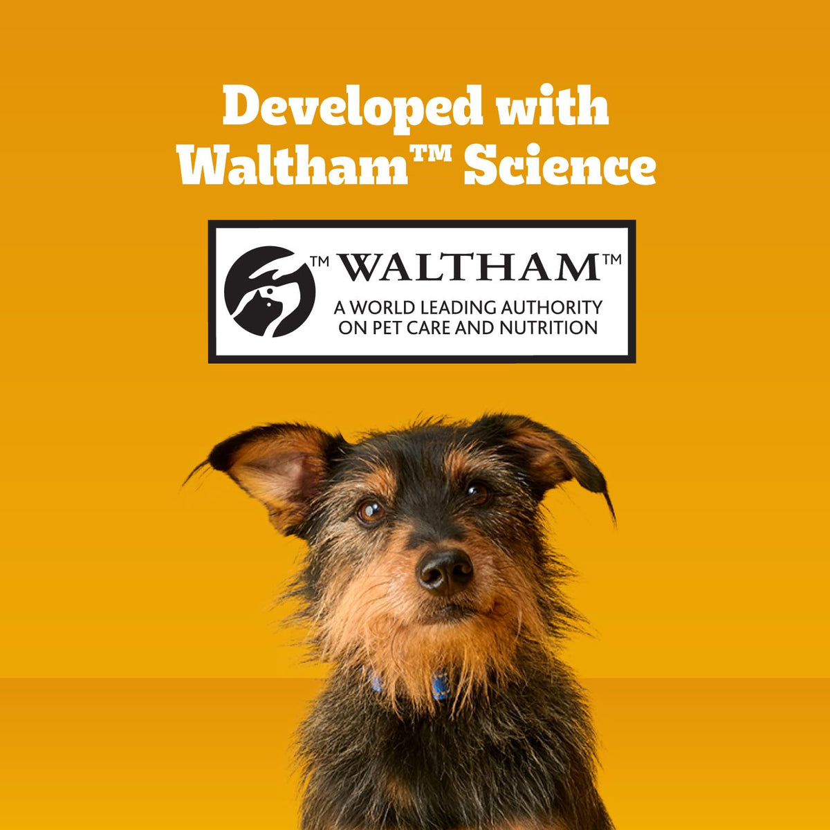 Pedigree Dentastix Small & Toy Dental Dog Treats, Bacon & Chicken, 24 Count