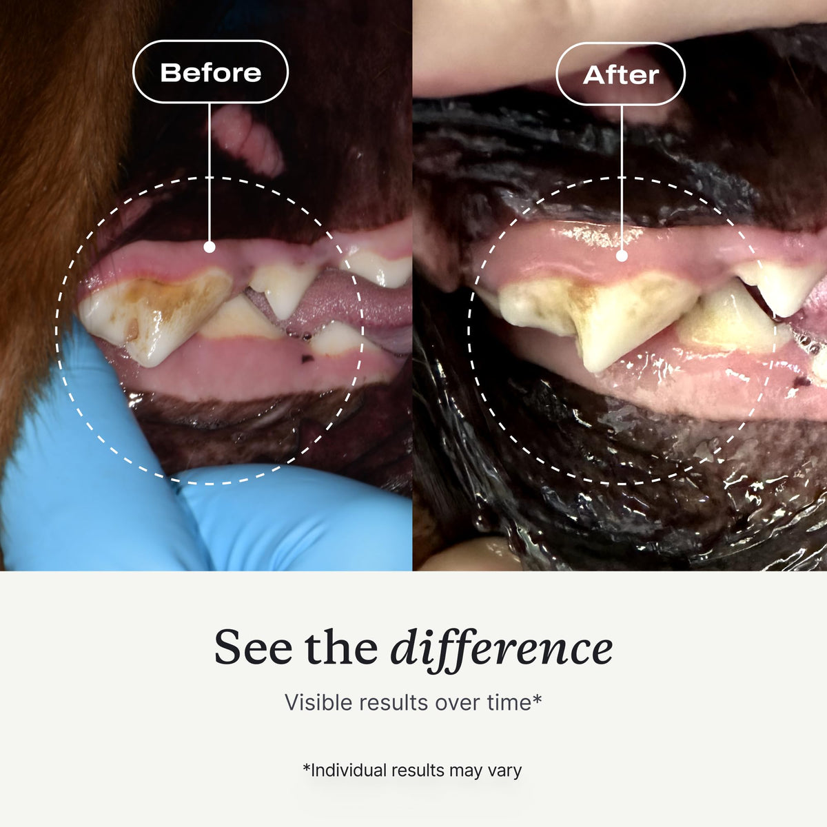PetLab Co. ProBright Dental Powder for Extra Small Dogs
