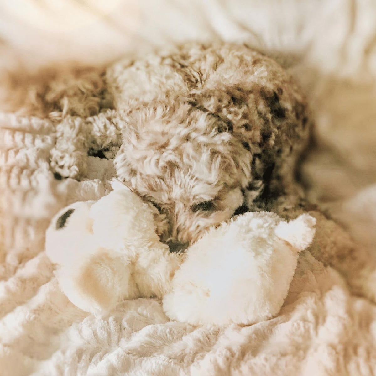 Snuggle Puppy Heartbeat Toy, Calming Comfort, Medium Breeds - Biscuit
