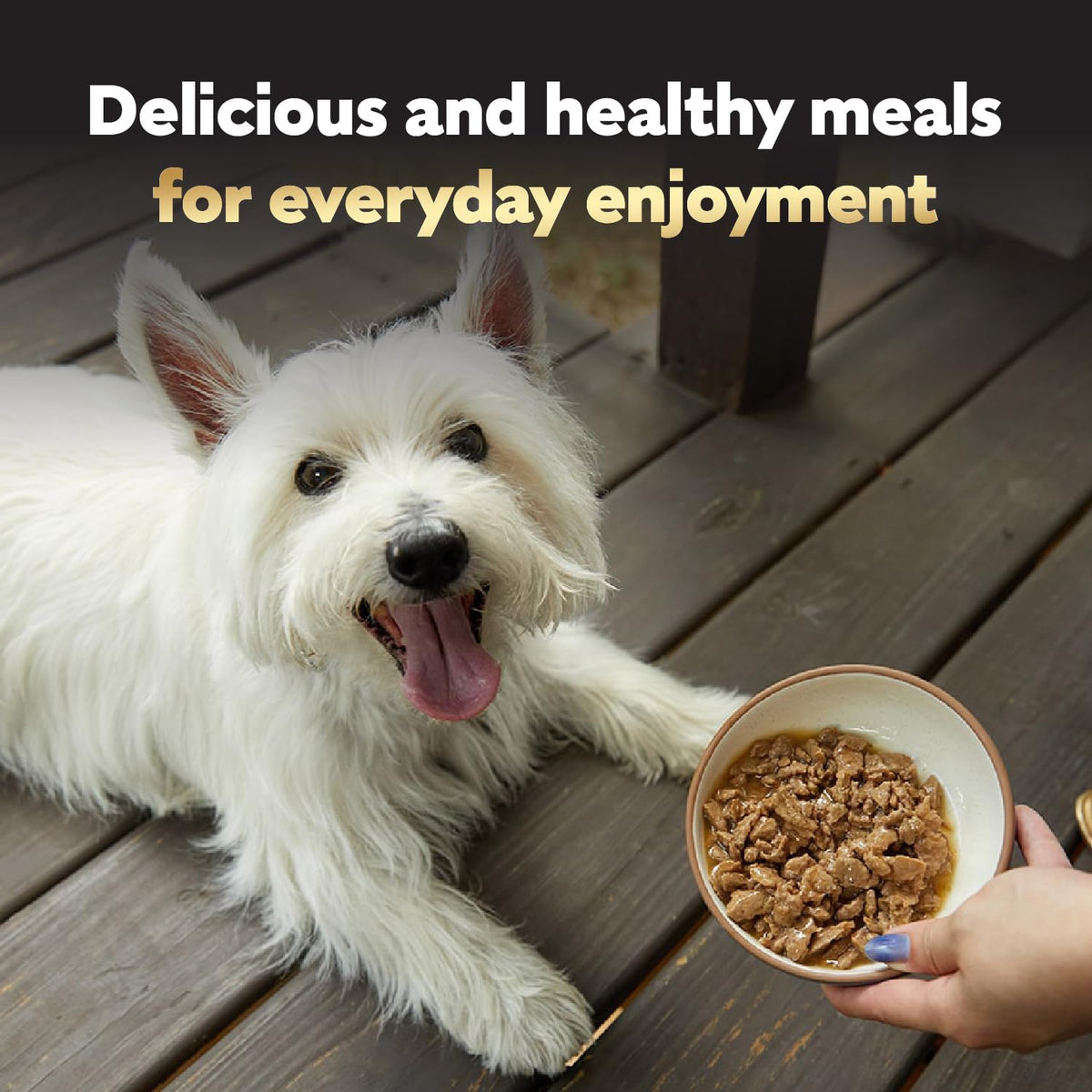 Cesar Filets in Gravy Wet Dog Food, Steak Mix Variety, 3.5 oz, 24 Count