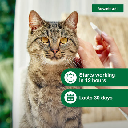 Advantage II Large Cat Topical Flea Treatment & Prevention, 2ct