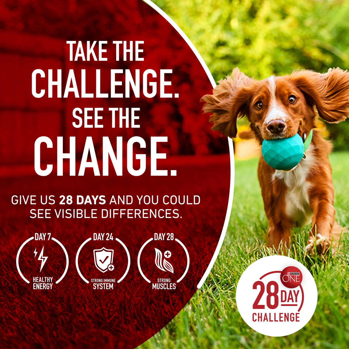 Purina ONE Lamb and Rice Formula Dry Dog Food for Digestive Support