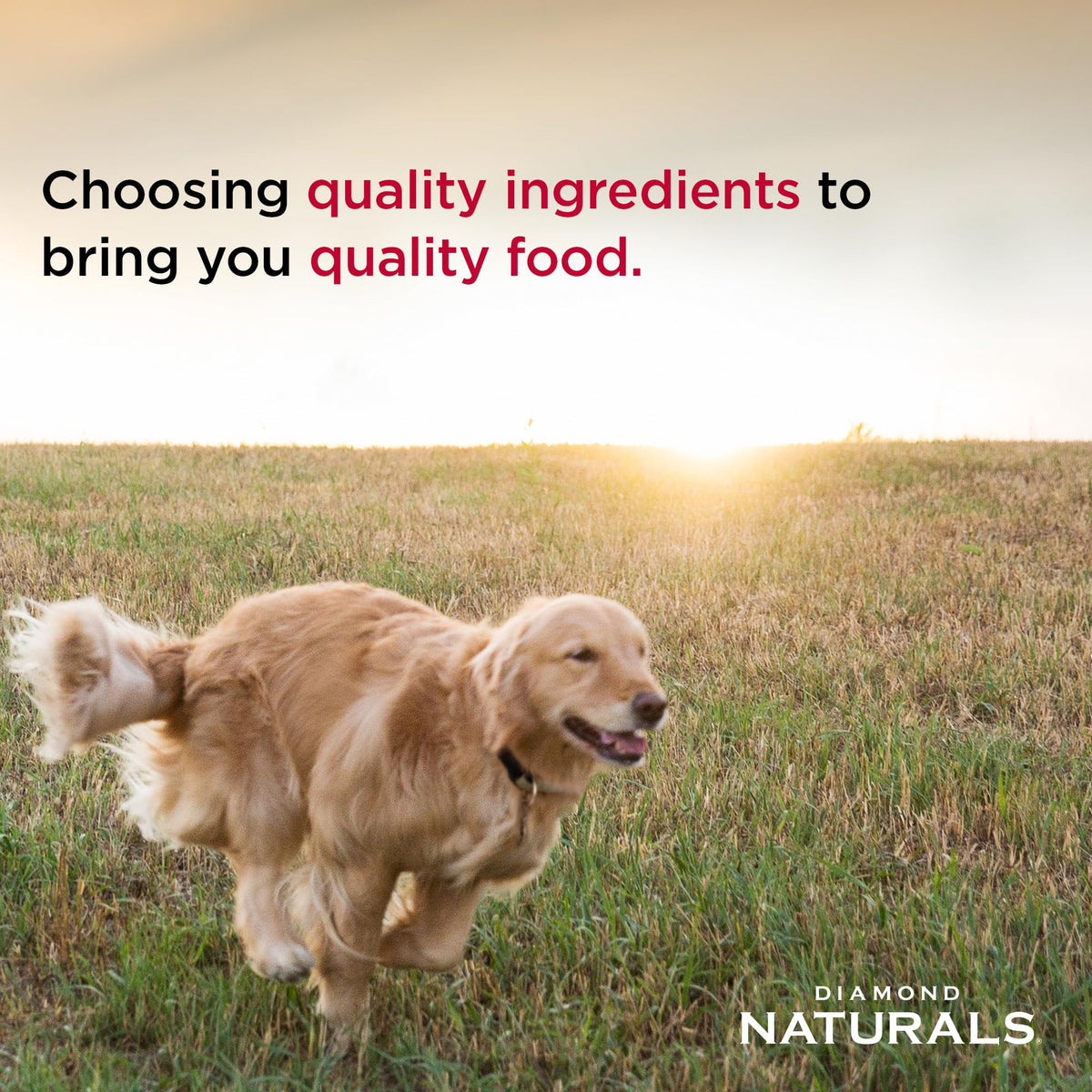 Diamond Naturals Small Breed Adult Dry Dog Food, Lamb & Rice, 18lb