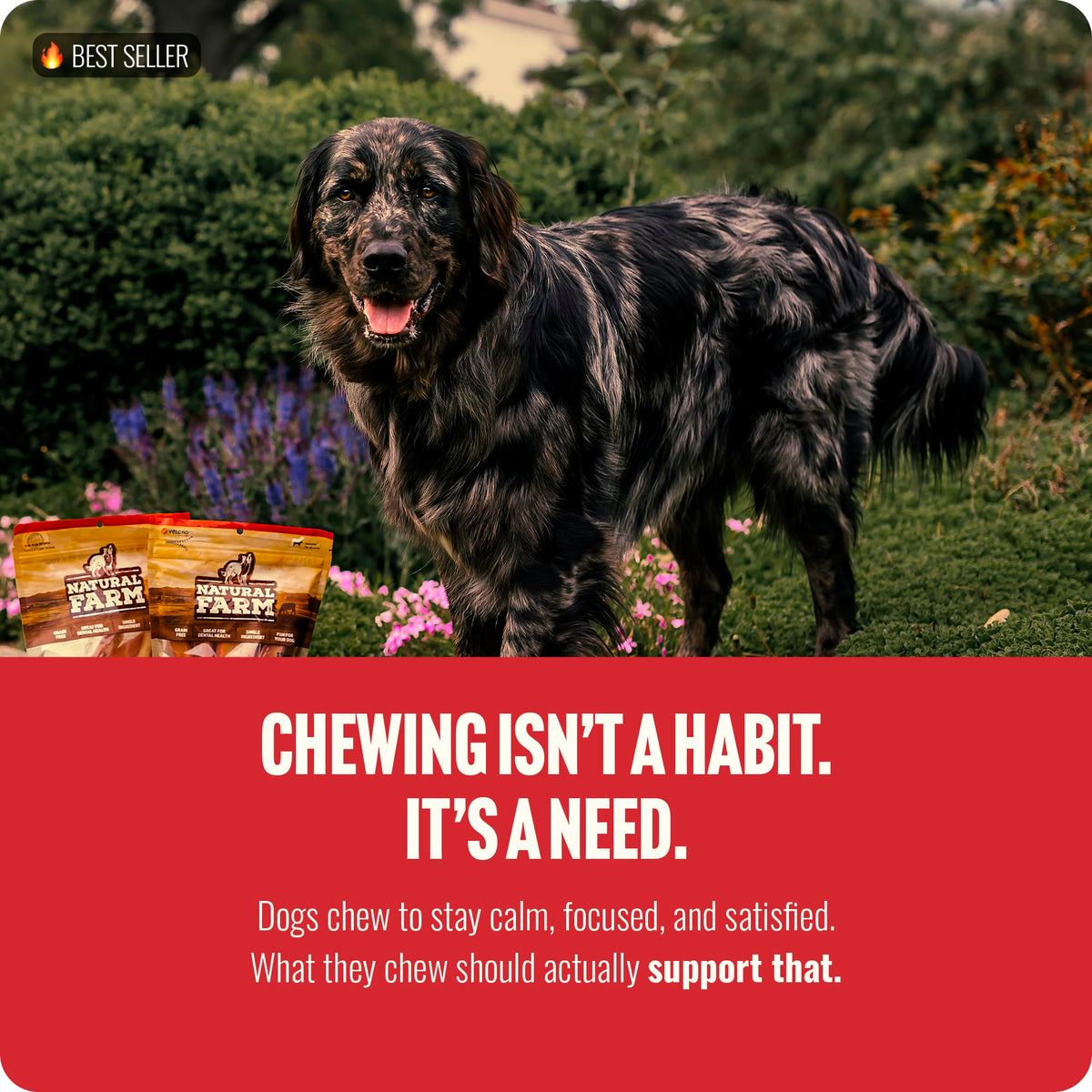 Natural Farm Odor-Free Bully Sticks (6 Inch, 25 count),1.3 lb. Bag, Fully Digestible 100% Beef Pizzle Chews,Grass-Fed, Non-GMO,Grain-Free, Natural Long-Lasting Chews for Small & Large Dogs. Pack of 25