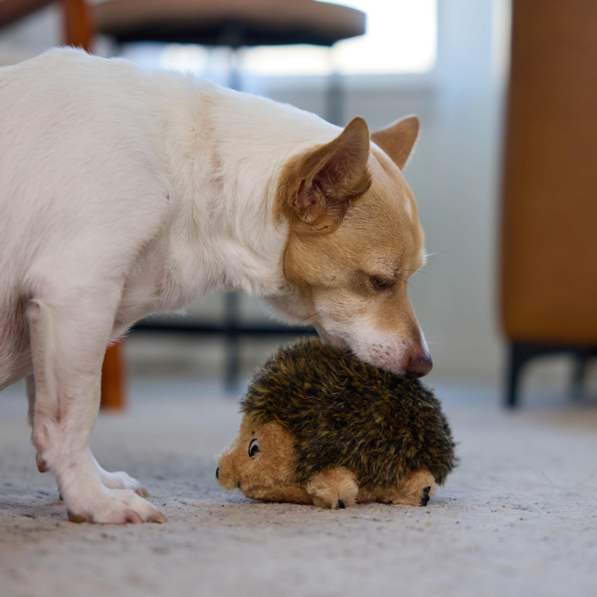 Outward Hound Hedgehogz Plush Dog Toy, Squeaks & Grunts, Medium, 9" x 6.5"