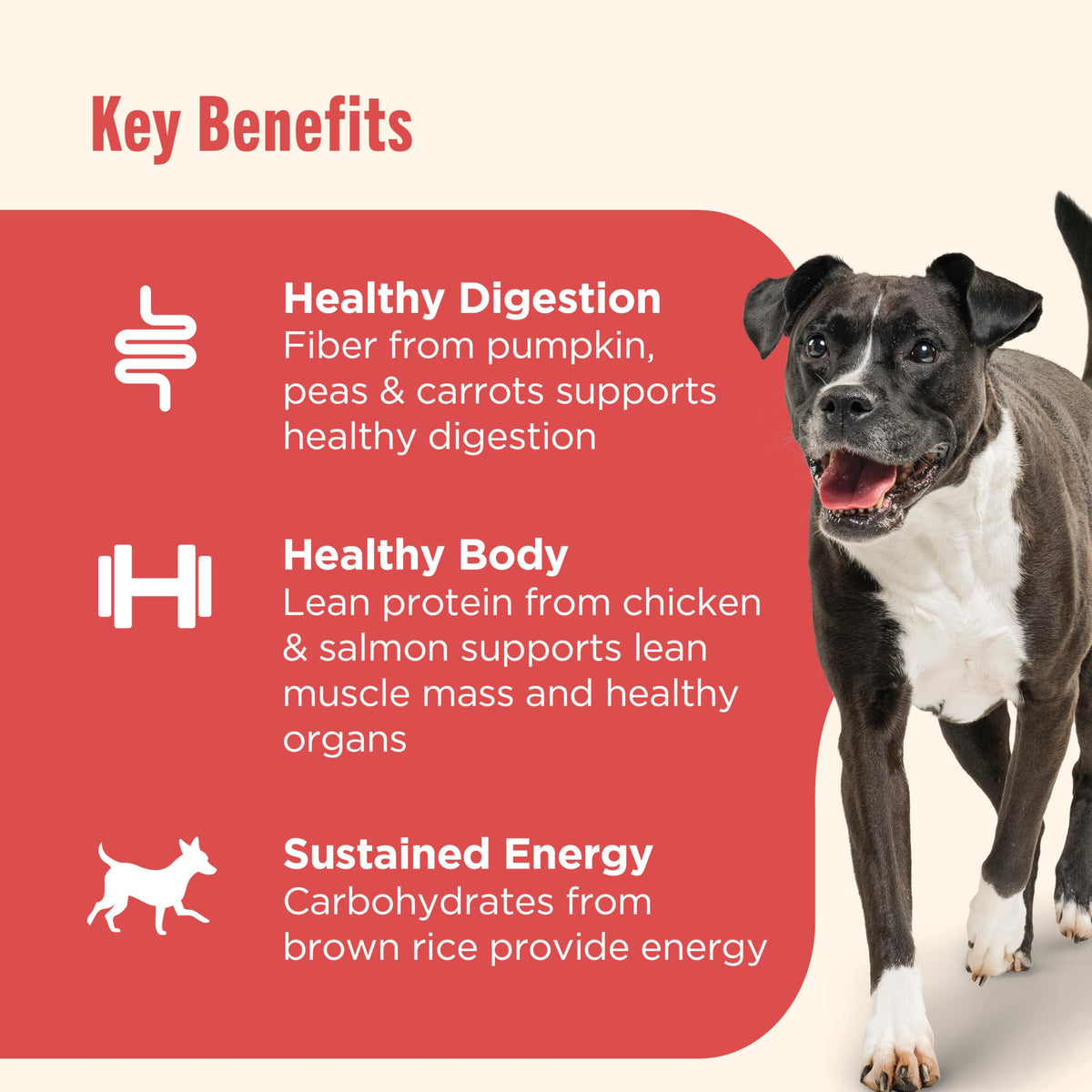 Nutrish Paté Variety Pack Wet Dog Food, 13 oz. Can, 12 Pack (Rachael Ray)