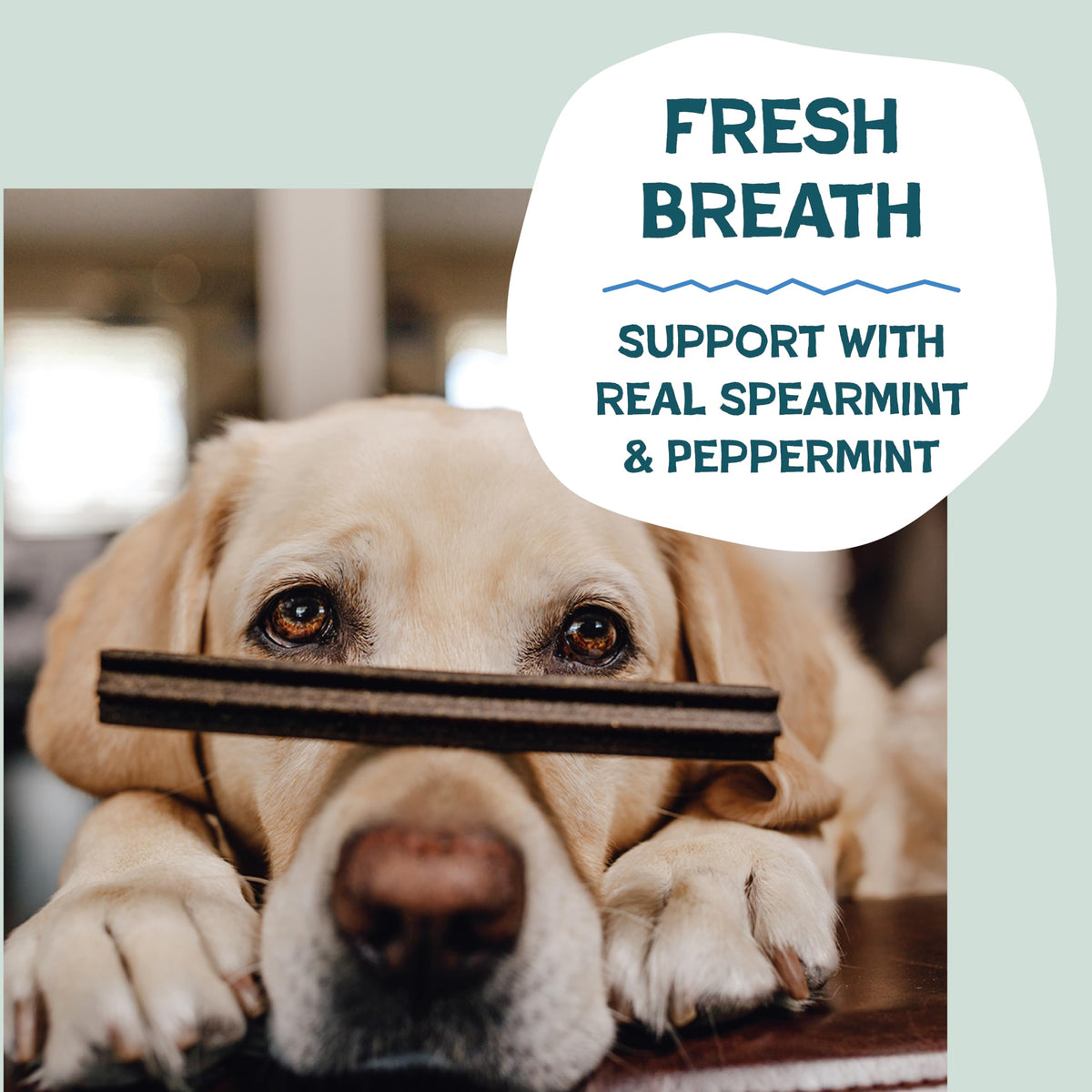 Shameless Pets Blueberry & Mint Dental Chews for Dogs, 8 Chews - Natural Dog Teeth Cleaning Treats with Fresh Breath Benefits | Grain-Free Dental Sticks for Small, Medium & Large Dogs (Pack of 6)
