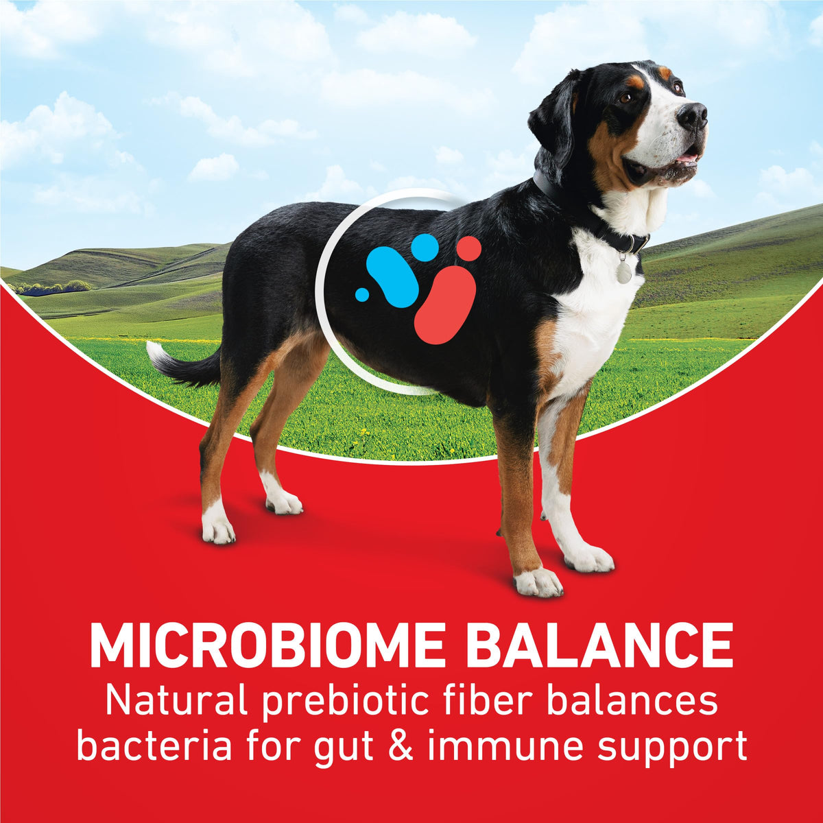 Purina ONE Lamb and Rice Formula Dry Dog Food for Digestive Support