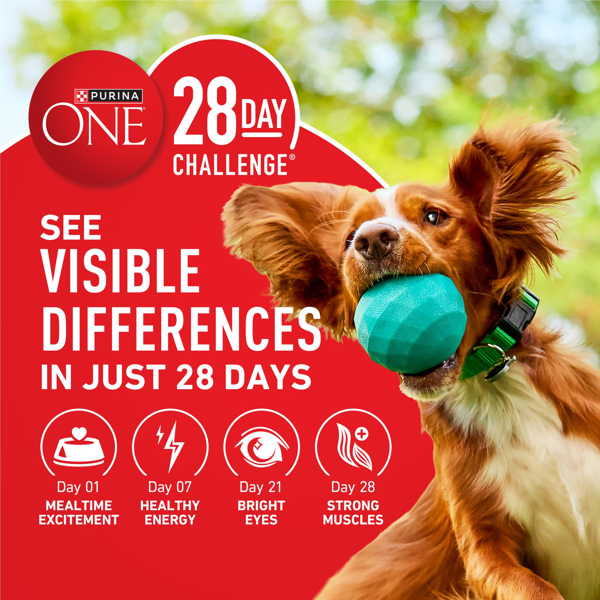 Purina ONE Lamb and Rice Formula Dry Dog Food for Digestive Support