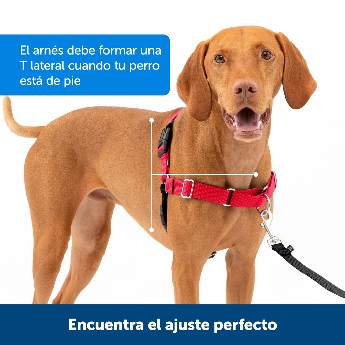 PetSafe Easy Walk Harness, No Pull Dog Harness, Raspberry, Medium/Large