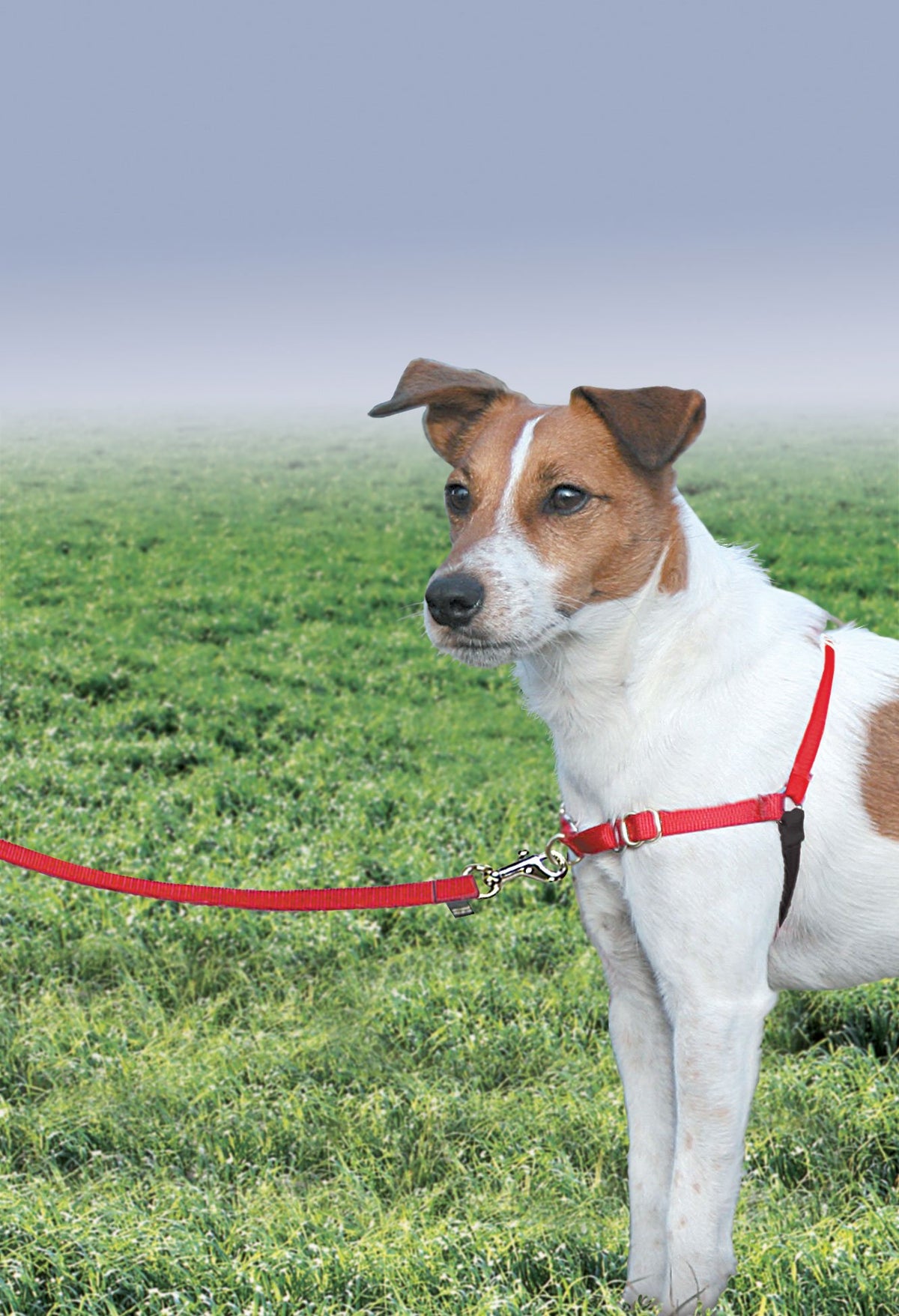 PetSafe Easy Walk Harness, No Pull Dog Harness, Raspberry, Medium/Large