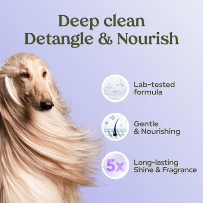 PAWFUME Dog Shampoo and Conditioner, Blue Ribbon, 1-Pack