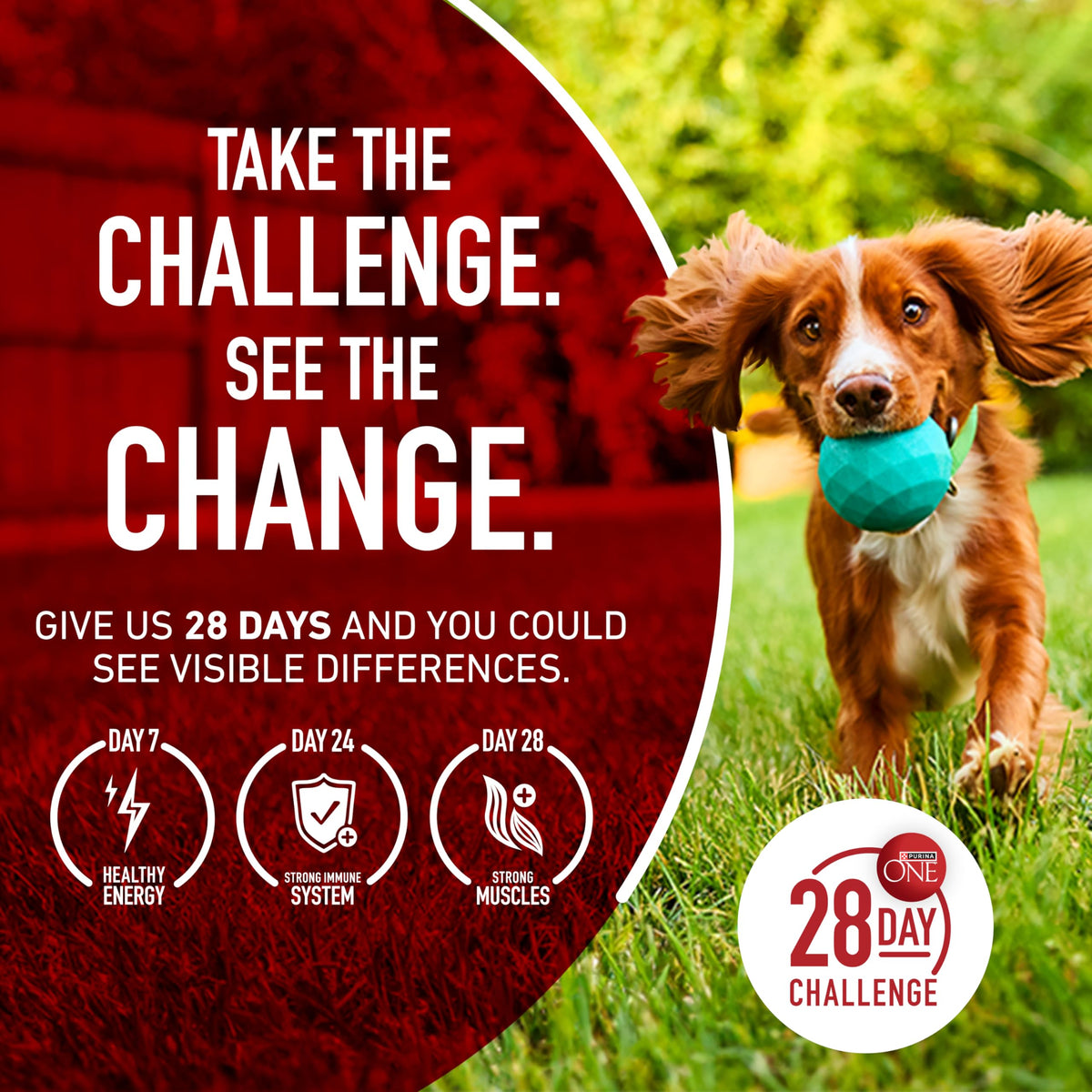 Purina ONE Lamb and Rice Formula Dry Dog Food for Digestive Support
