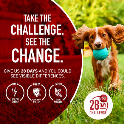 Purina ONE Lamb and Rice Formula Dry Dog Food for Digestive Support