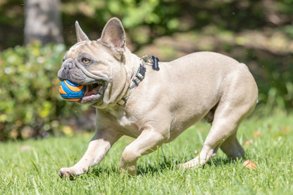 Chuckit! Ultra Ball Dog Toy, Durable Rubber, Medium 2.5-in, 2 Pack