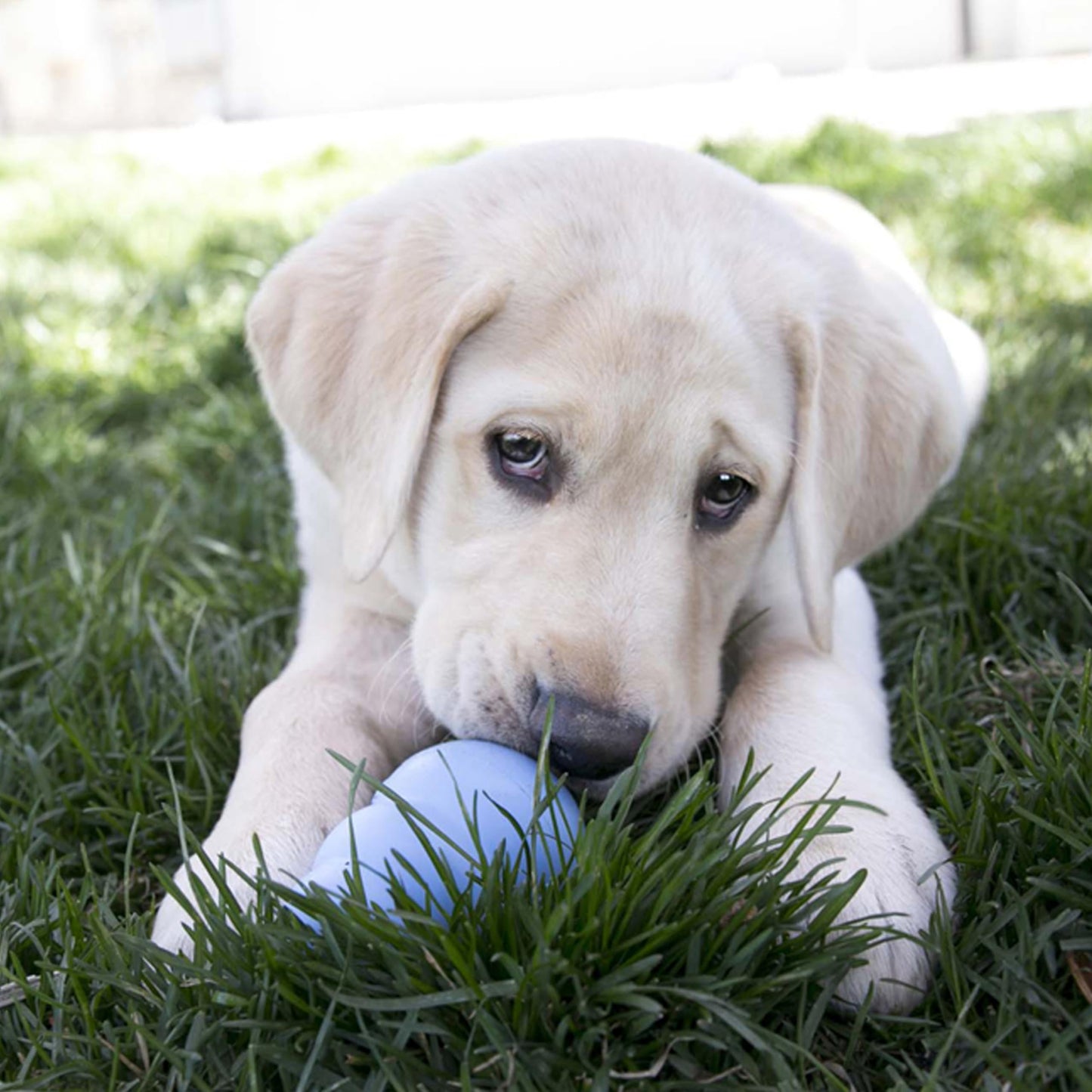 KONG Puppy, Natural Rubber Teething Chew Toy, for Small Puppies, Blue