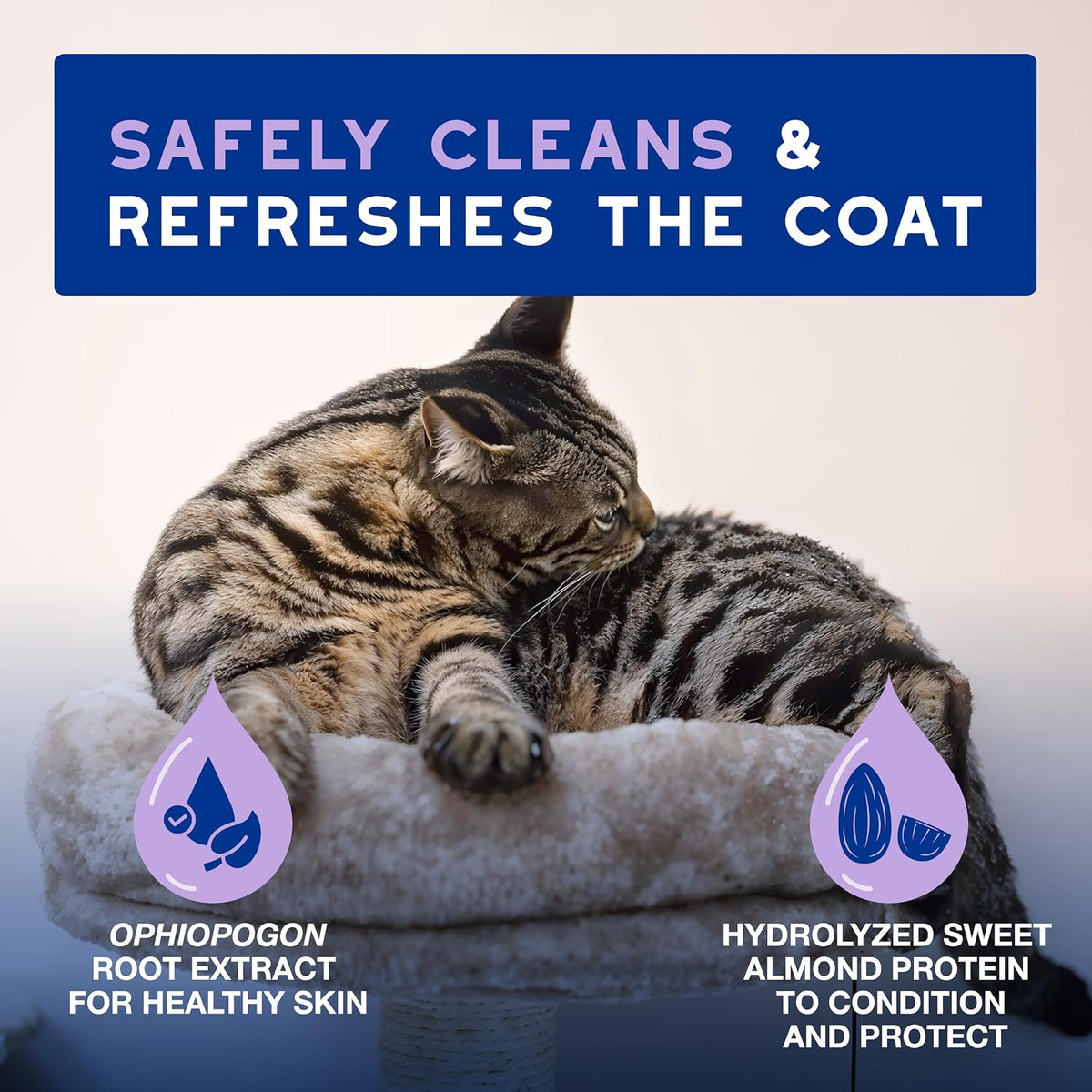 DOUXO SPA Waterless Cat Shampoo, 10 fl oz