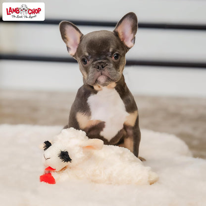 Multipet Lamb Chop Dog Plush Toy - Squeaky Toy
