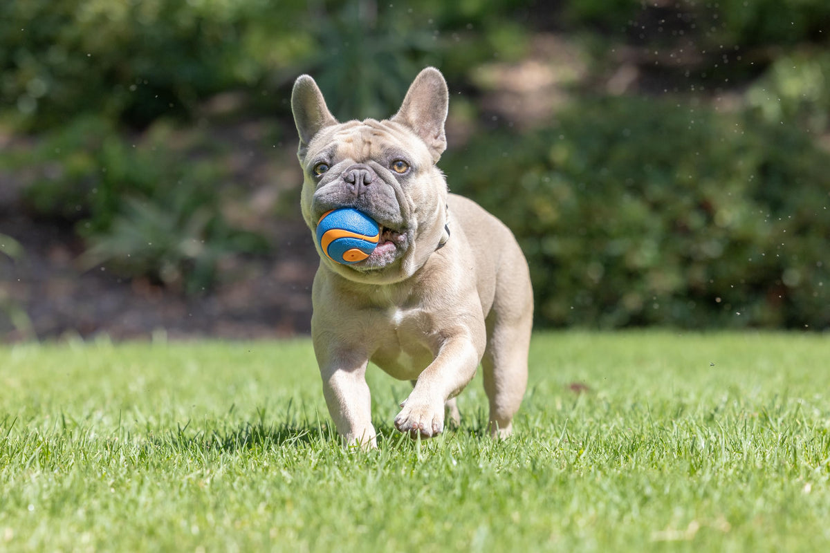 Chuckit! Ultra Ball Dog Toy, Durable Rubber, Medium 2.5-in, 2 Pack