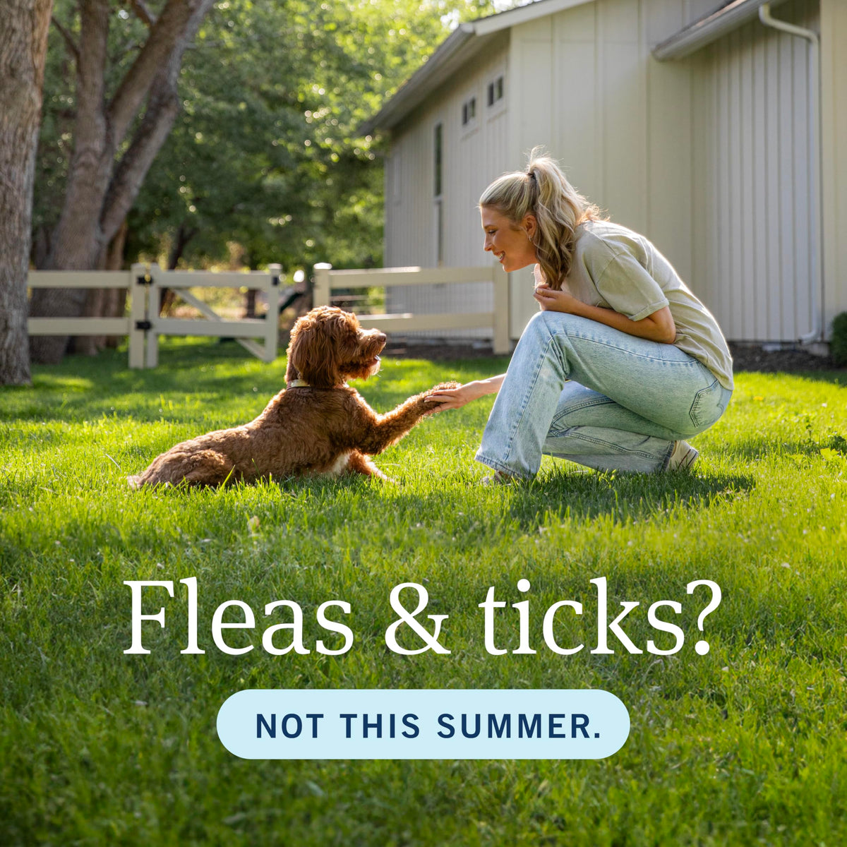 PETARMOR Home and Carpet Spray for Fleas and Ticks, Protect Your Home From Fleas and Eliminate Pet Odor, 16 Ounce