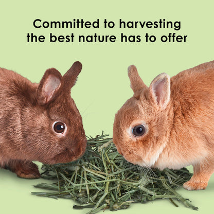 Kaytee Timothy Hay, High Fiber for Rabbits, Guinea Pigs, 32 Ounces