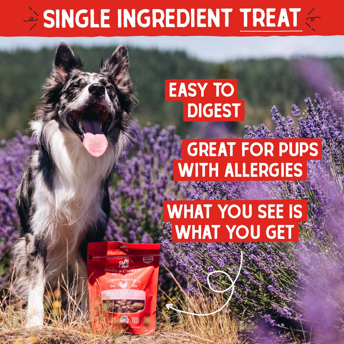 Stella & Chewy's Freeze-Dried Raw Chicken Breast Dog Treats - Single Ingredient, No Additives - Premium Training Treats - Perfect For Picky Eaters - 2.75oz Bag