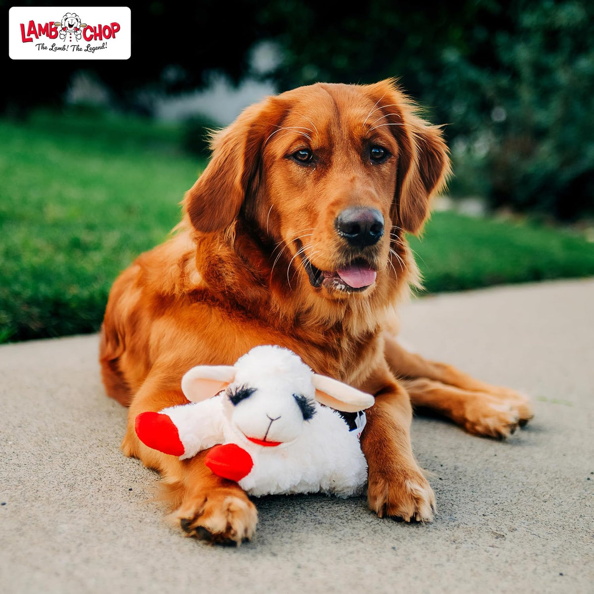 Multipet Lamb Chop Dog Plush Toy 10", Cream, 5 Squeakers