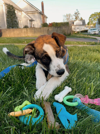 Nylabone New Puppy Starter Kit, Puppy Teething Toys, 3 Pack, Blue