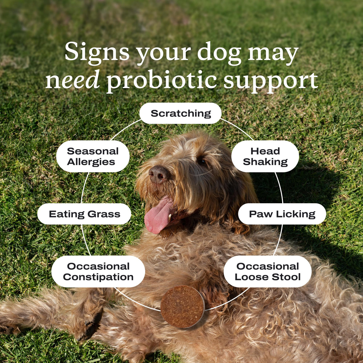 PetLab Co. Probiotic Chews for Dogs, 30 Soft Chews, Pork