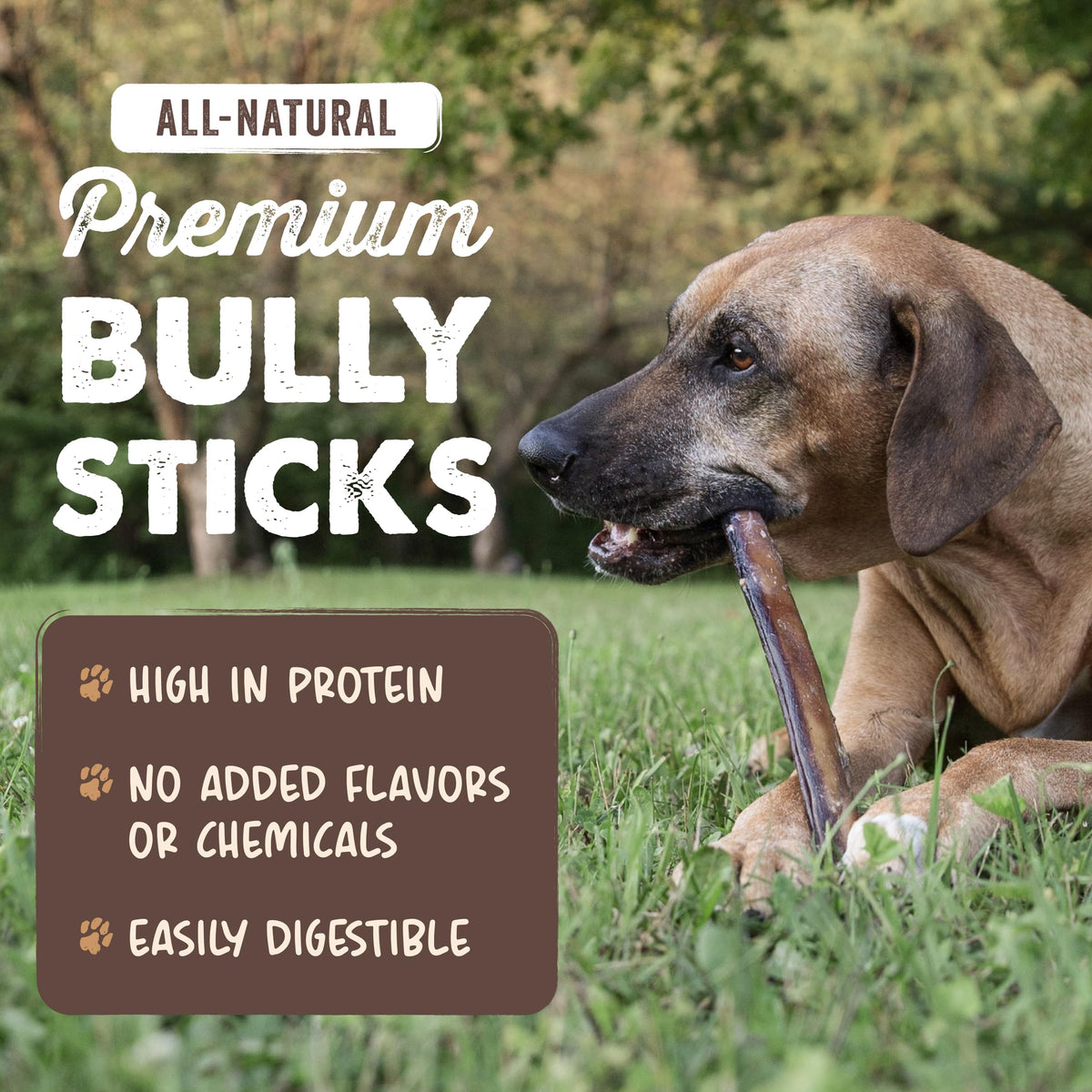 Mighty Paw 12" Bully Sticks for Dogs - Large, Medium and Small Breeds Chew