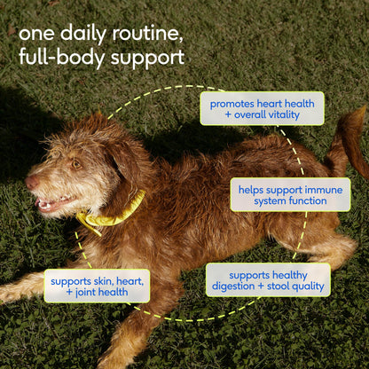 Native Pet GutWell Power Poop - Digestive Support & Fiber for Dogs - Promotes Healthy Stools, Supports Balanced Microbiome & Digestive Function - Triple-Biotic Blend & M-Fiber - 60 Scoops