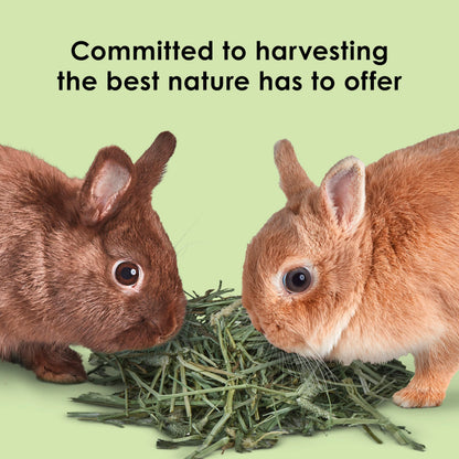 Kaytee Timothy Hay, High Fiber for Rabbits, Guinea Pigs, 32 Ounces