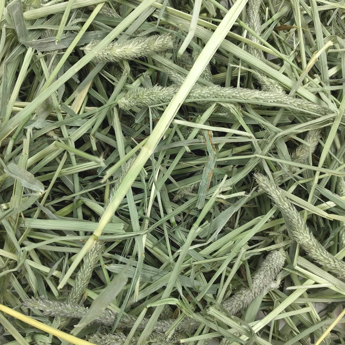 Oxbow Western Timothy Hay, Rabbit & Guinea Pig Hay, High Fiber, USA, 40 oz