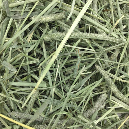 Oxbow Western Timothy Hay, Rabbit & Guinea Pig Hay, High Fiber, USA, 40 oz