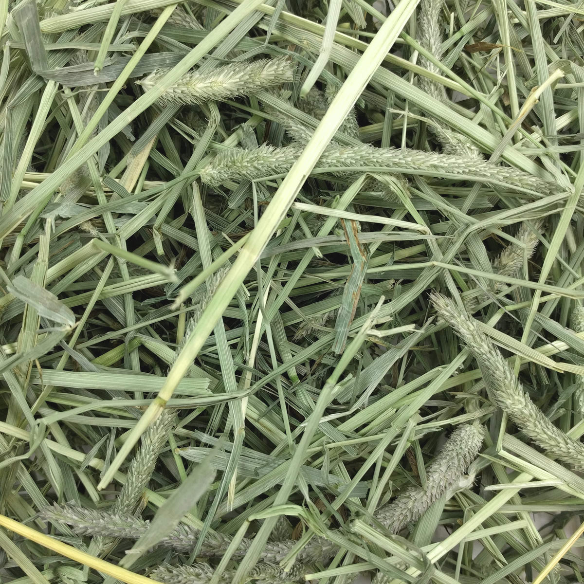 Oxbow Western Timothy Hay, Rabbit & Guinea Pig Hay, High Fiber, USA, 40 oz
