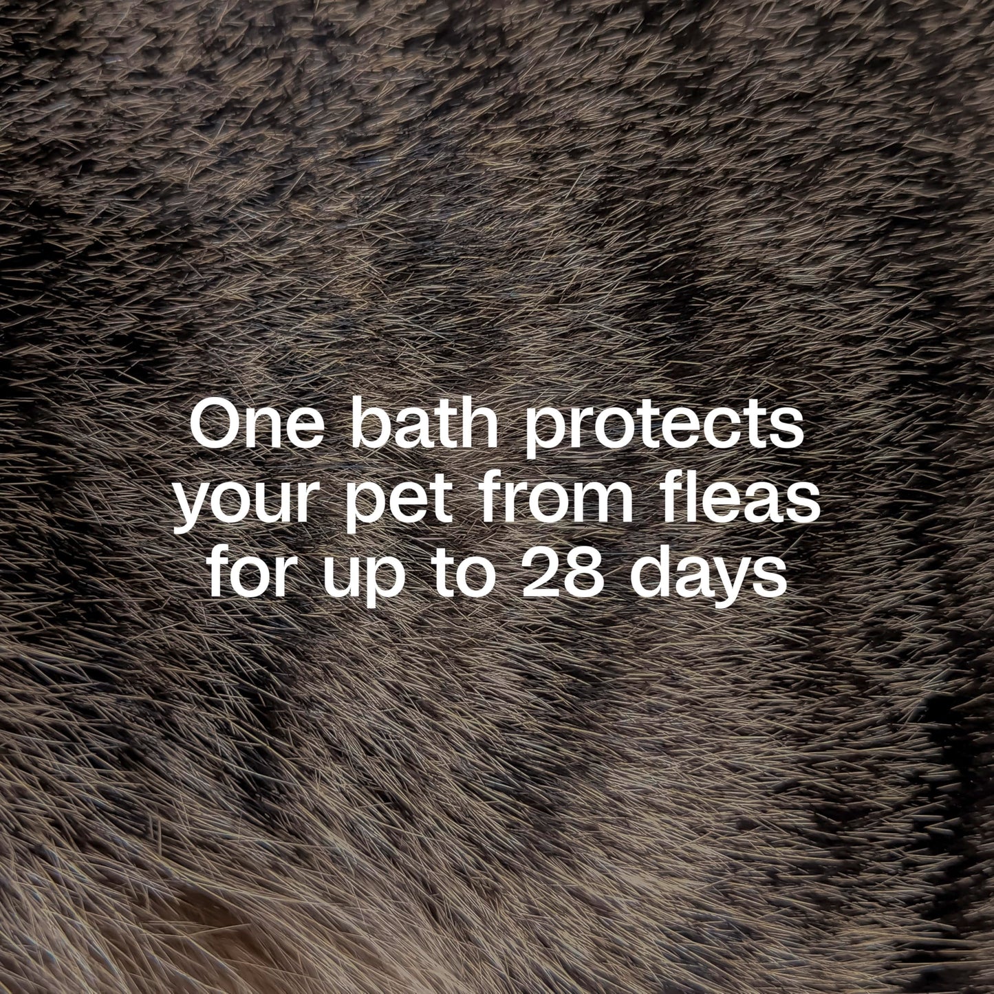 ADAMS Plus Flea & Tick Shampoo with Precor for Dogs & Cats, 12 oz
